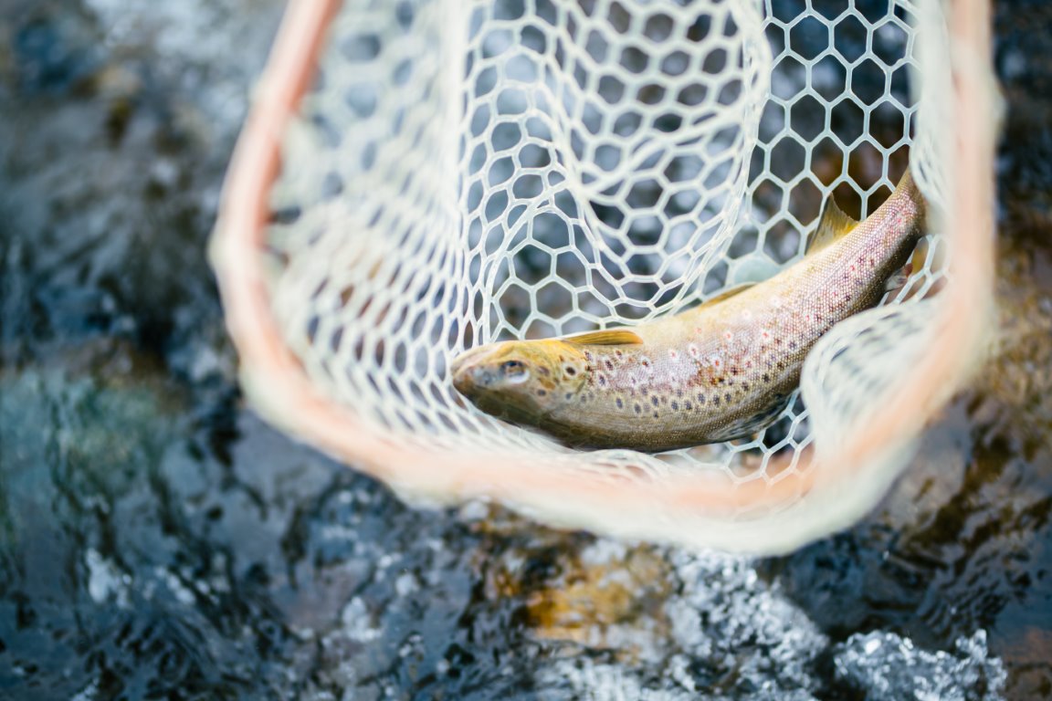 Fishing the Fall Run