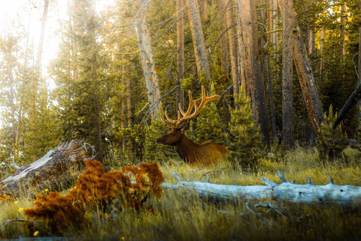 Rifle Season Is Starting In Montana